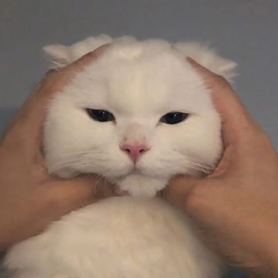 رمیز احمد avatar